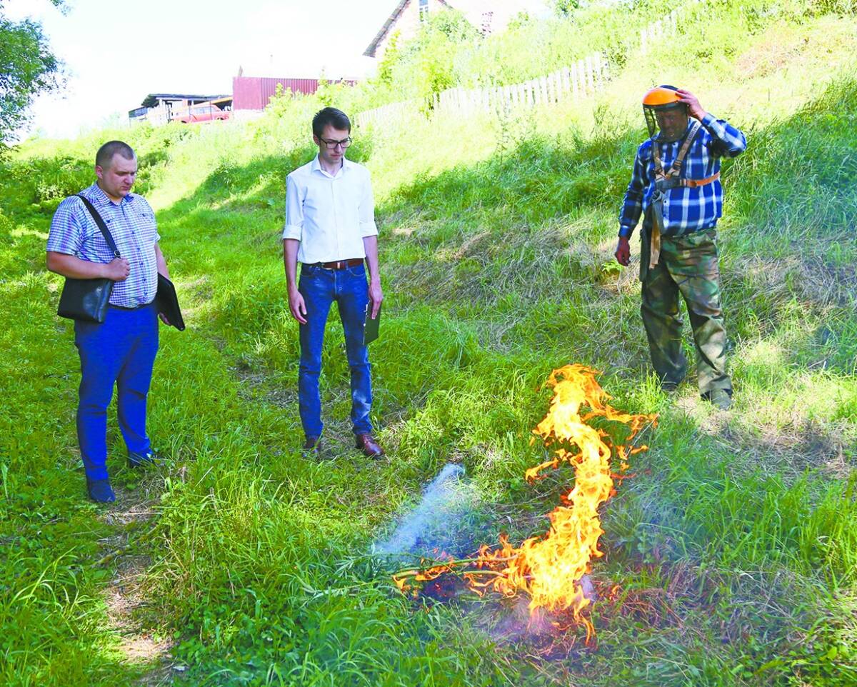 Наркосодержащее растение обнаружено и уничтожено в Шклове