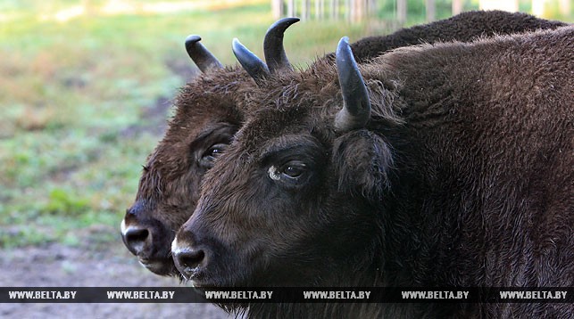 Минский зоопарк объявил конкурс на лучшую кличку для зубренка