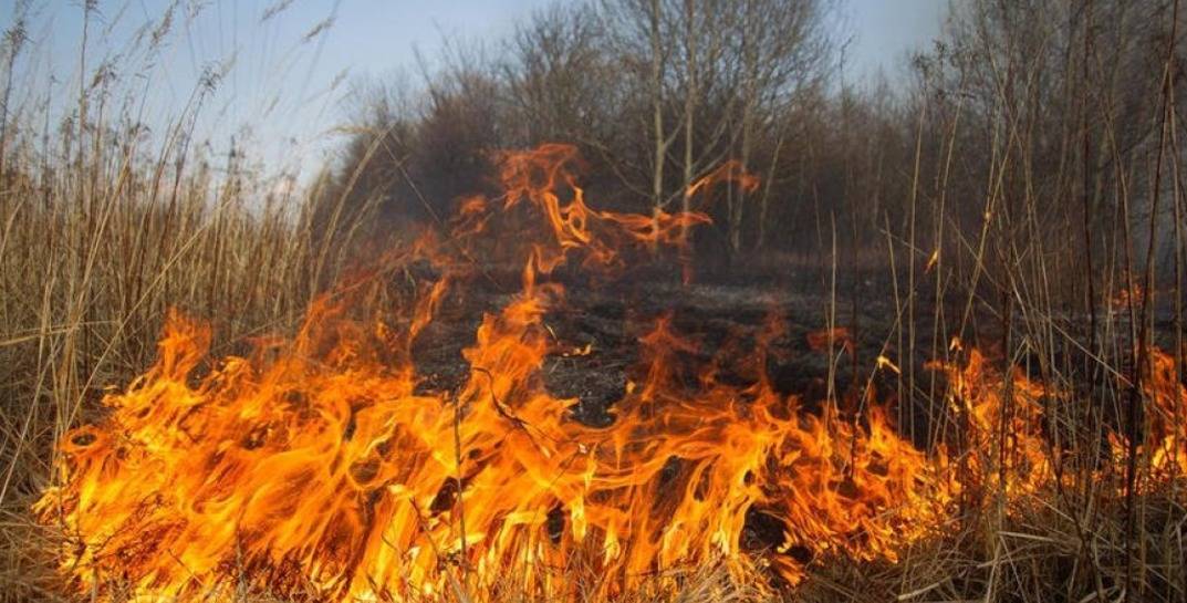 59 пожаров сухой растительности произошли в Могилевской области с начала пожароопасного периода