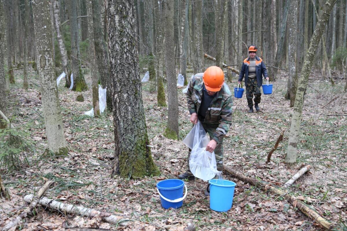 В райинспекции природных ресурсов и охраны окружающей среды рассказали о правилах заготовки березового сока