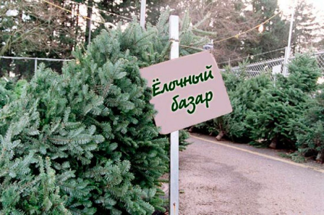 “Районка” узнала, когда начнут работу елочные базары и во сколько обойдется елка