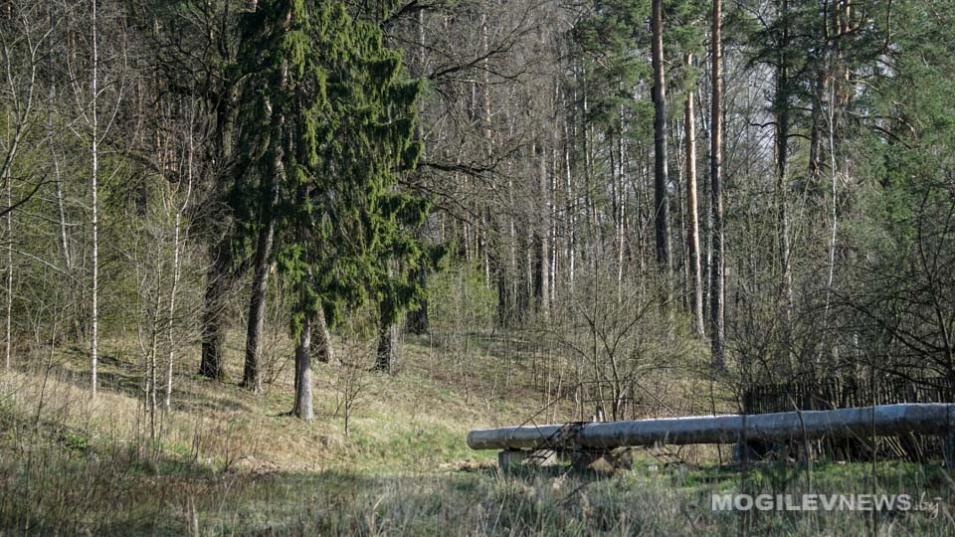 В Шкловском районе введен запрет на посещение лесов