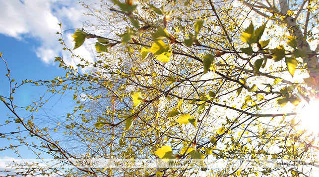 Порывистый ветер и до +23°С ожидается в Беларуси 24 апреля