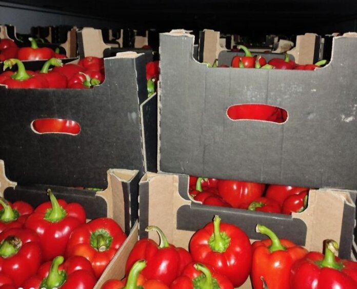 Могилевскими таможенниками выявлен факт транспортировки овощной продукции с нарушением законодательства