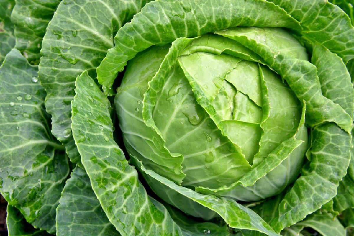 В Могилевской области планируется заложить фонд сельскохозяйственной продукции для обеспечения жителей региона в межсезонный период