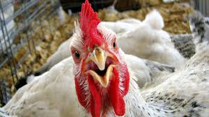 KFC судится с китайскими компаниями, распространявшими слухи про восьминогих куриц