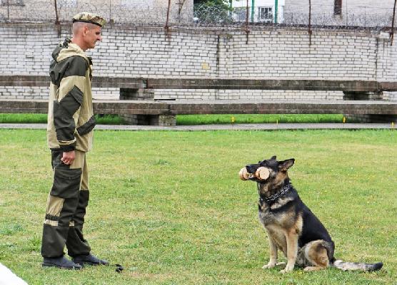 Дай лапу, верный пес! В Могилеве прошел чемпионат по служебному многоборью специалистов-кинологов