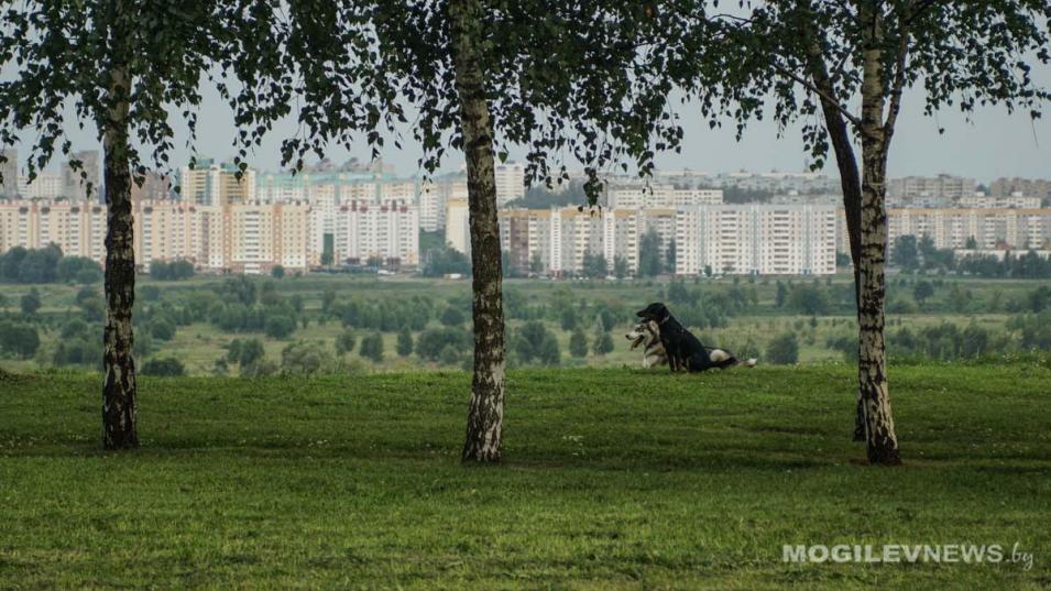 Могилевская область в тройке самых зеленых регионов Беларуси