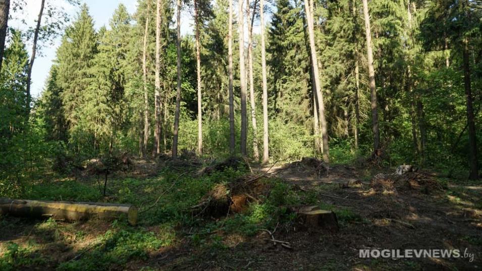 Ограничения на посещение леса сняты в Шкловском районе