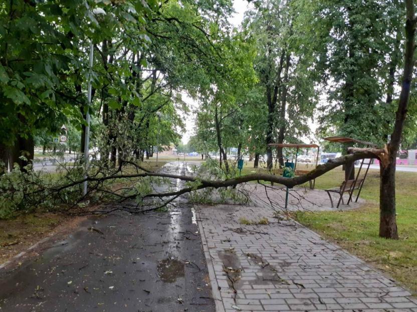 О последствиях прохождения грозового фронта по Могилевщине рассказали в МЧС
