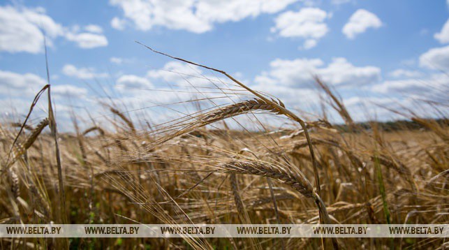 Минсельхозпрод установил закупочные цены на продукцию растениеводства для госнужд на 2019 год