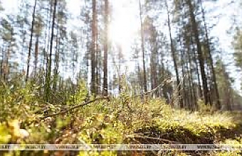 За 15 дней июля семь человек заблудились в лесах Могилевской области