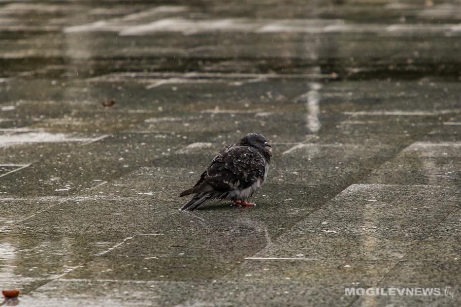 Во время дождя ГАИ рекомендует водителям соблюдать безопасную дистанцию и скоростной режим