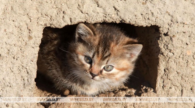 В Китае ждут появления на свет первого клонированного котенка