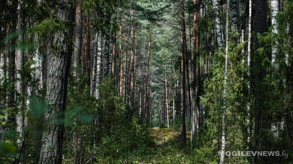 Запрет на посещение лесов снят в Могилевской области