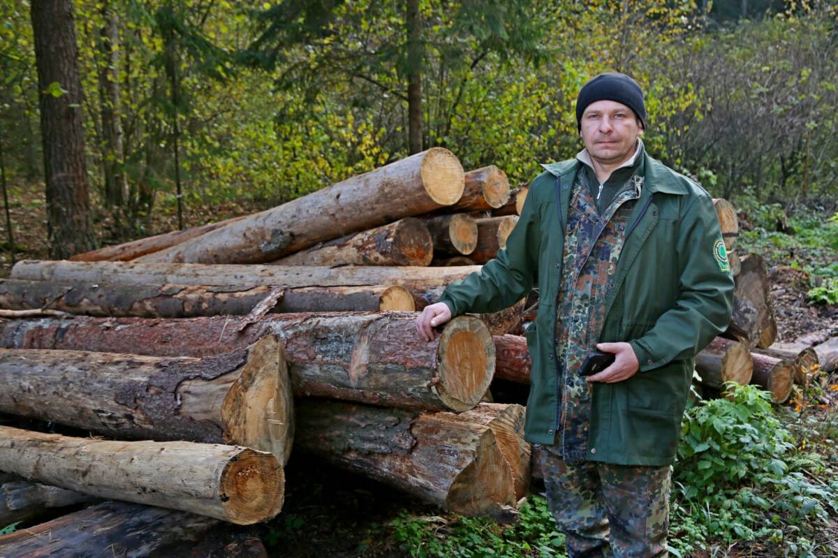 Вырубка леса в Заходском лесничестве: законно или незаконно? Разбирались в вопросе