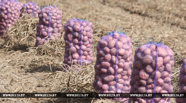 В Беларуси завершается уборка картофеля и кукурузы