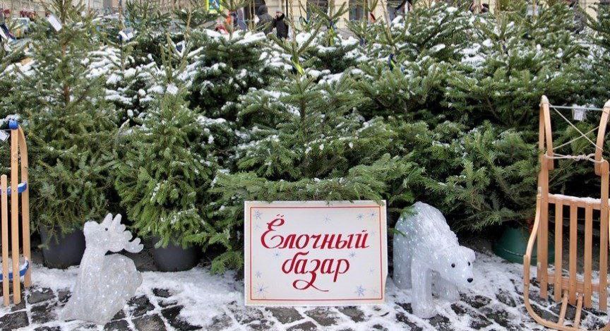 В Шклове начинается продажа новогодних елок. Где и когда их можно купить?