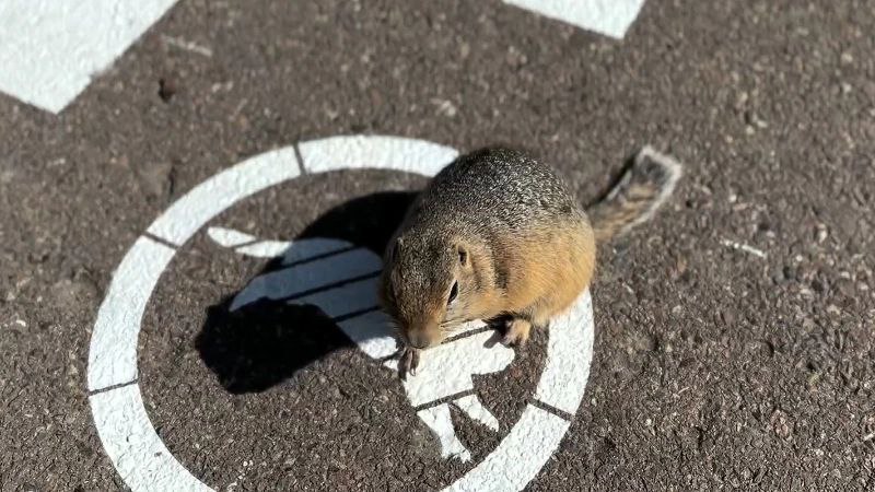 В Красноярске установили светофор для сусликов.