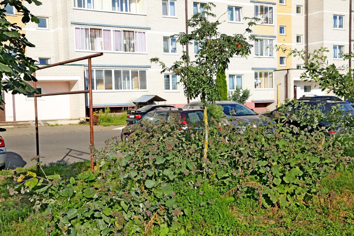 Фотофакт: когда сорняки портят картину