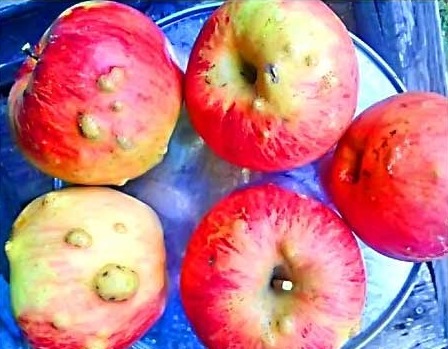 Откуда берутся на яблоках «бородавки» и как от них избавиться