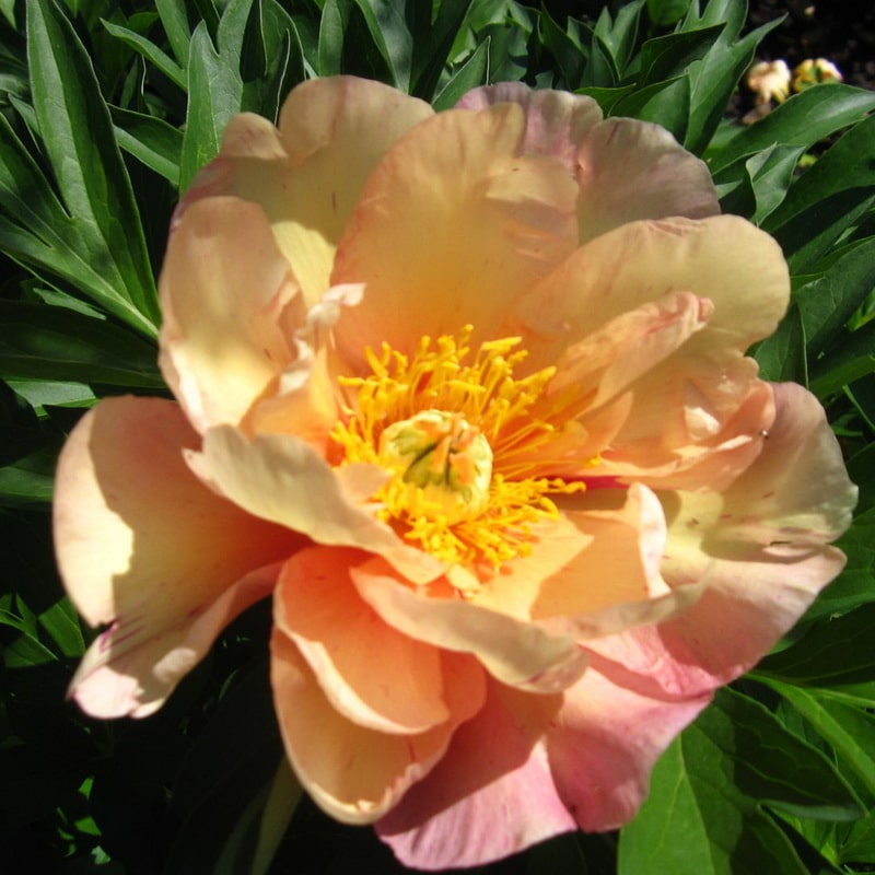 Как правильно подготовить травянистые и Ито-пионы к зиме без потери цветения