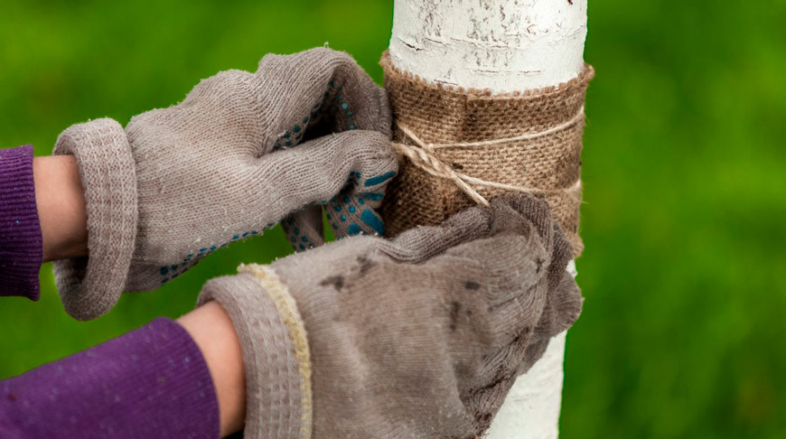 Как уберечь садовые деревья зимой? Разбираем популярные материалы для укрытия