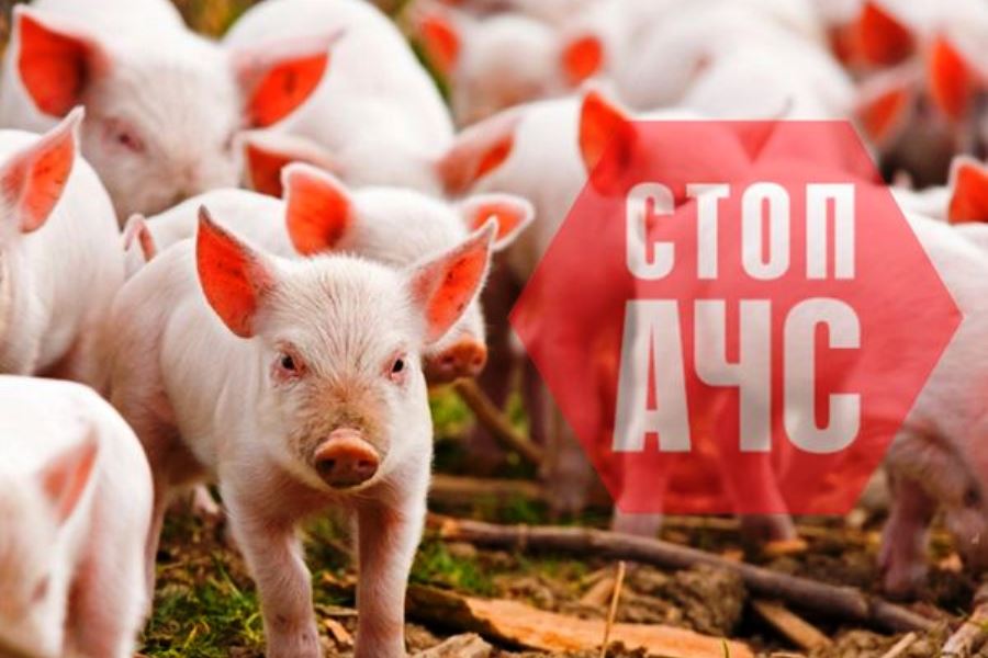 Африканская чума свиней: вызовы и последствия для животноводства