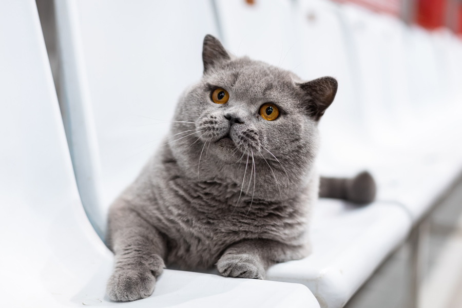 Белорусский кот вошел в топ-3 самых красивых в мире