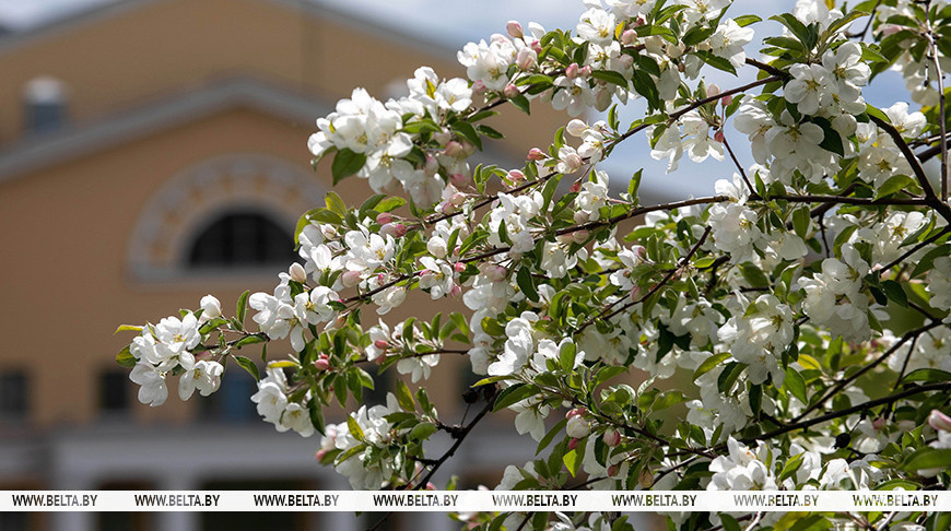 Яблоневые сады высадят по всей стране в честь Года белорусской женщины 