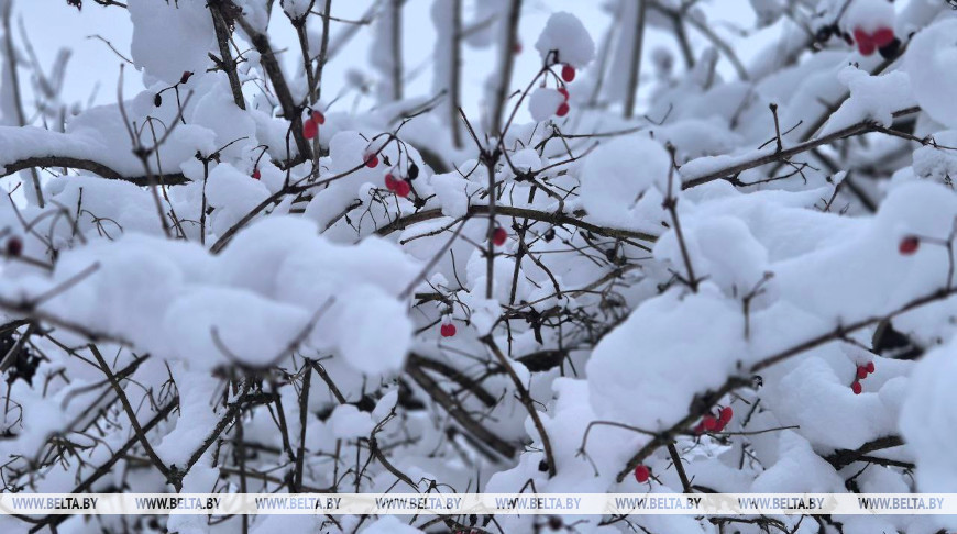 Будет ли снежным день 19 февраля в Беларуси, рассказали синоптики