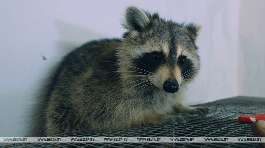 Сеня оказался девочкой! Прибывший из США в Беларусь енот преподнес сюрприз специалистам