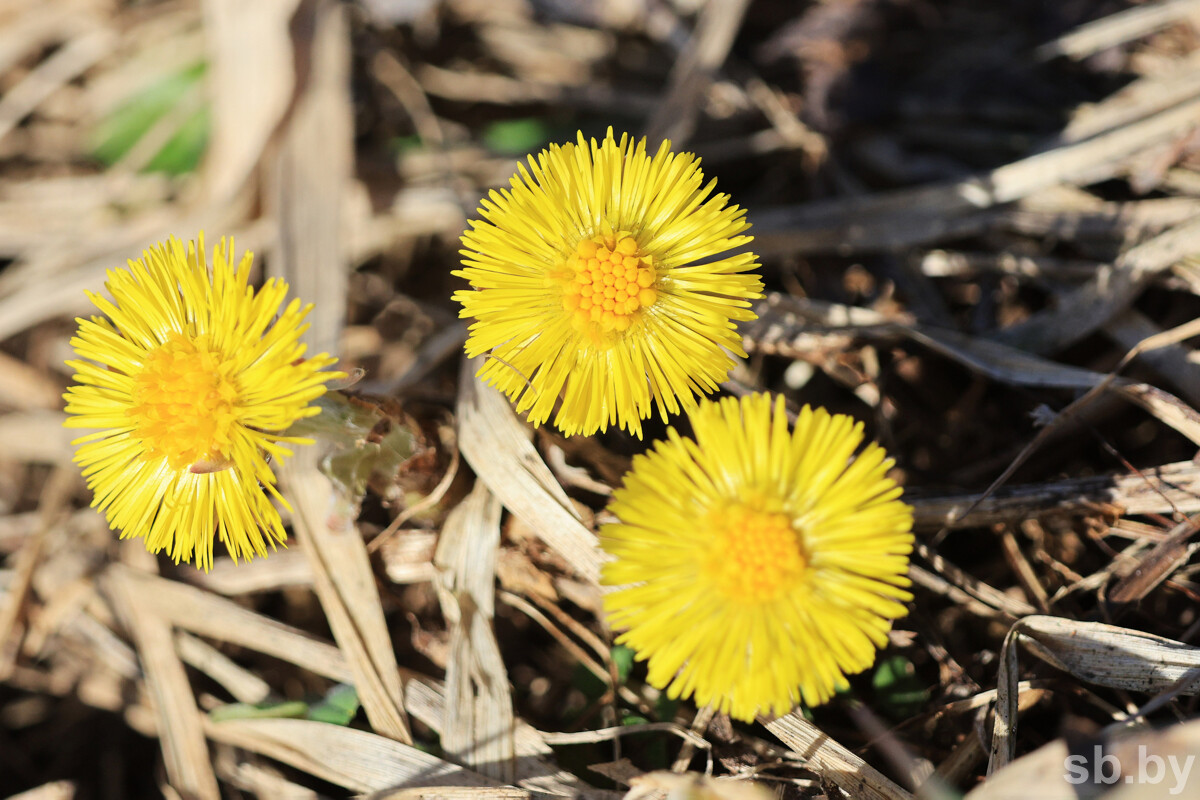 Погода продолжит радовать умеренным теплом – Рябов рассказал о погоде в Беларуси с 23 по 29 марта