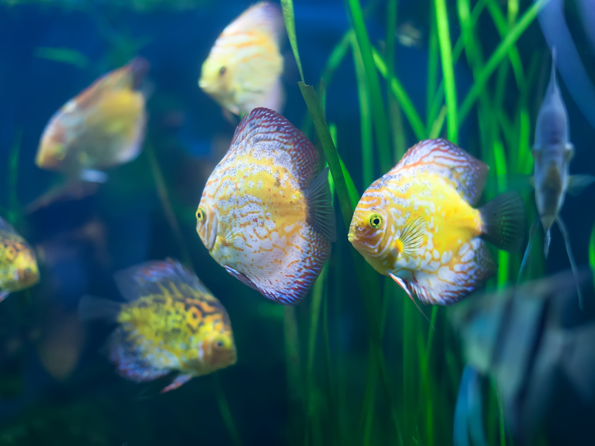 Что делать с аквариумными рыбками после их покупки? Зооэксперт дал пошаговую инструкцию