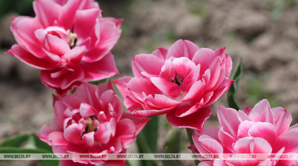 Что посадить на кладбище? Пять альтернатив искусственным цветам назвали в Минприроды 