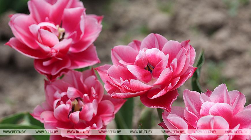 Что посадить на кладбище? Пять альтернатив искусственным цветам назвали в Минприроды 