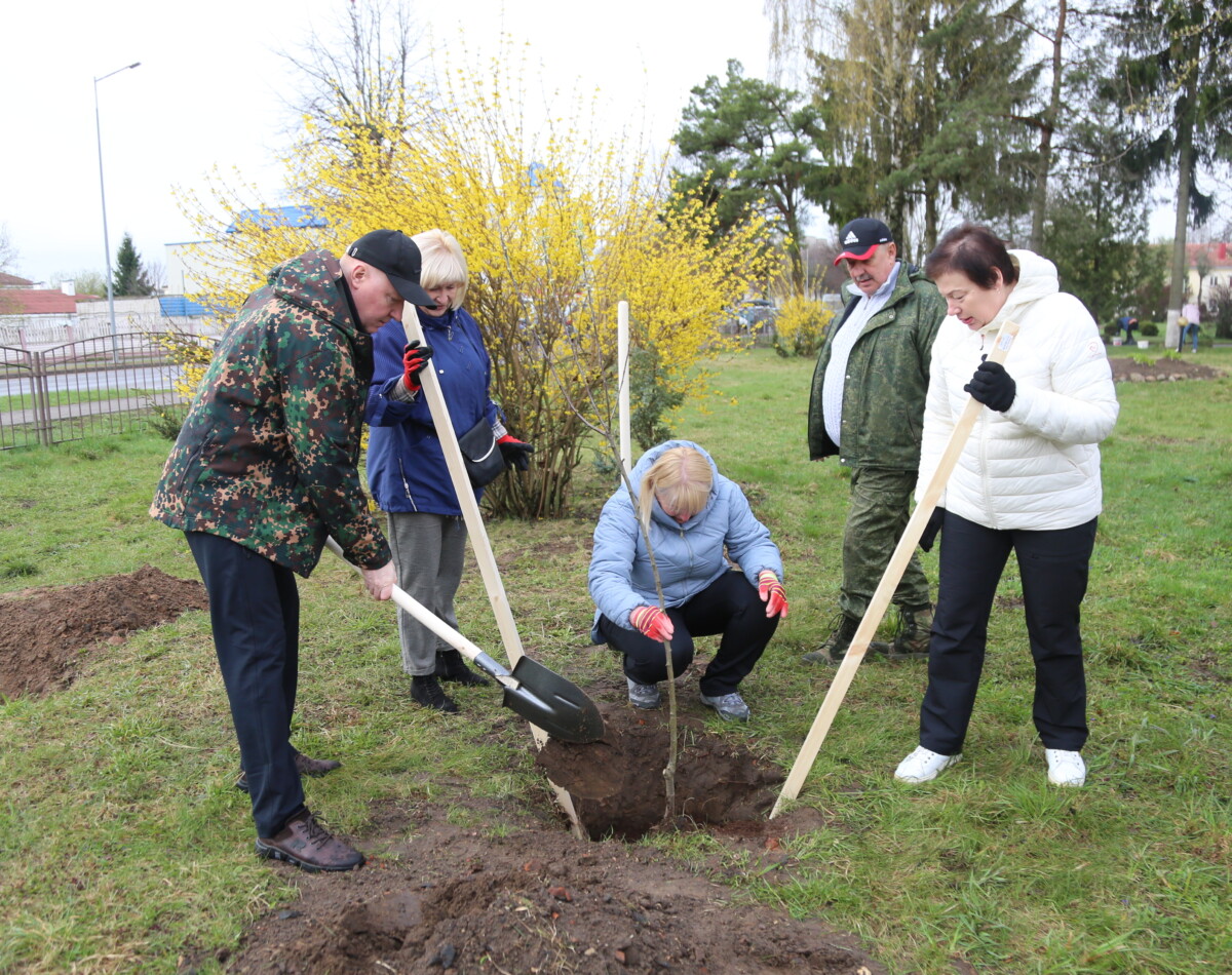 В день республиканского субботника в Шкловском колледже высажена яблоневая аллея