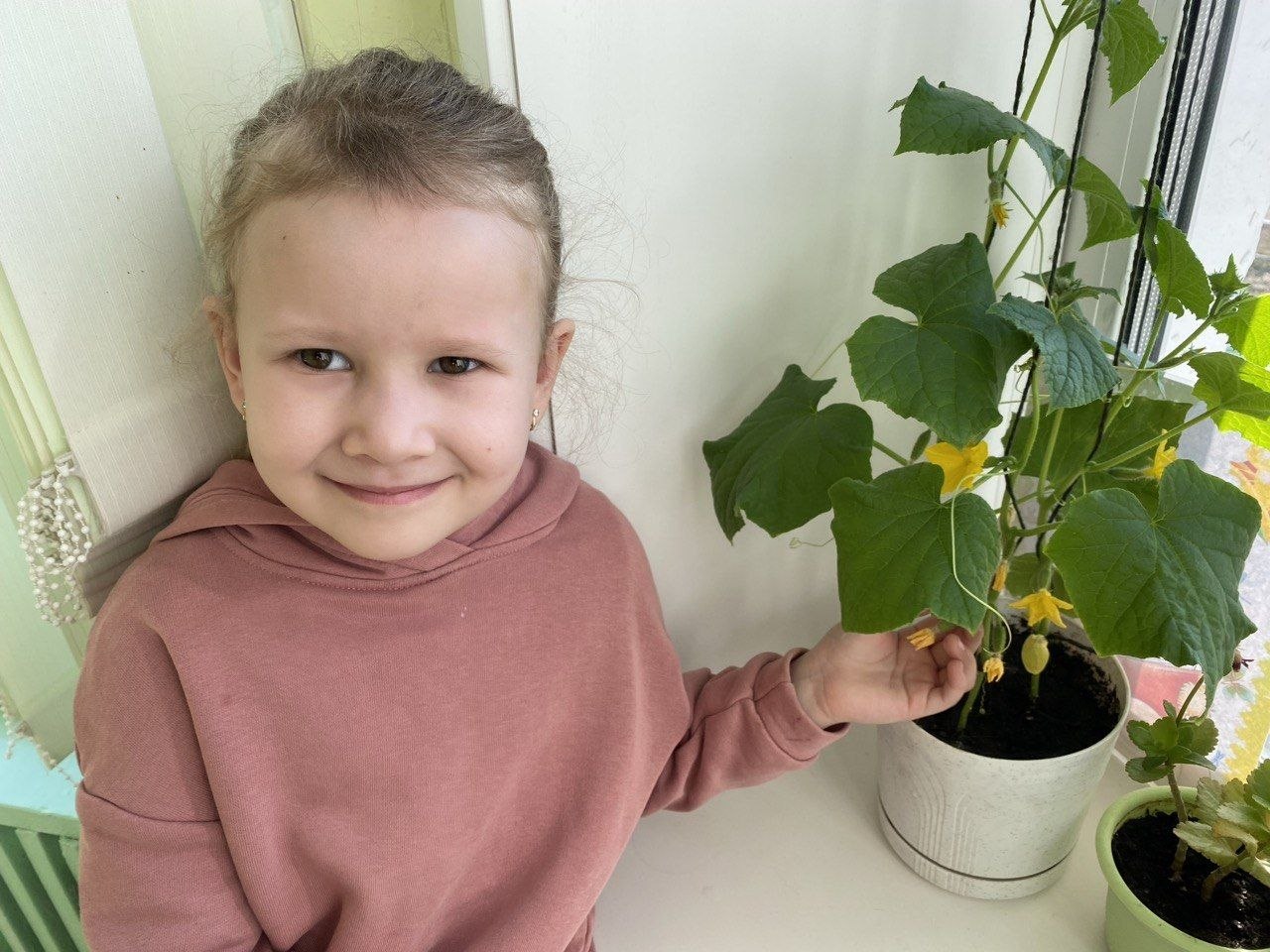 Огород на подоконнике вырастили воспитанники детского сада №4 г.Шклова