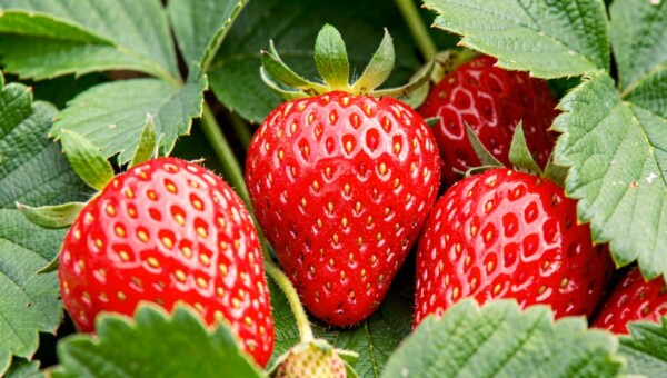 Чем подкормить клубнику и когда этого делать не нужно, рассказал садовод