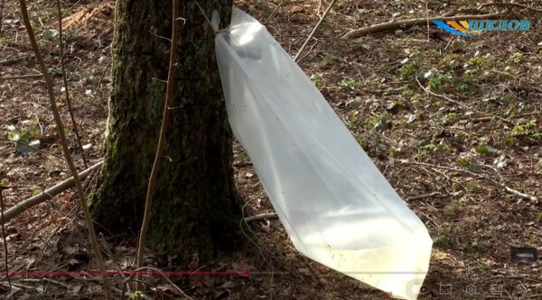 Сезон «березовых слез»: как собирают ценный напиток без вреда для природы