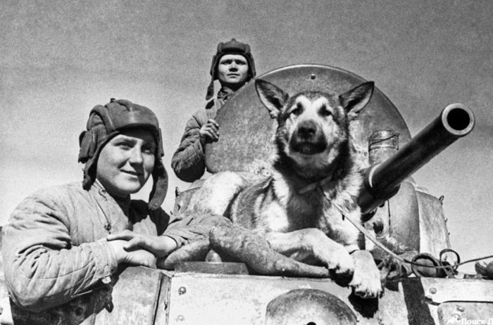 Великая Отечественная война в цифрах и фактах: собаки-герои Великой Отечественной войны