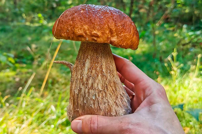 Где в Беларуси самые грибные места?