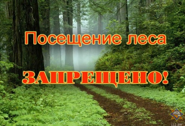 В Шкловском районе установлен запрет на посещение лесов