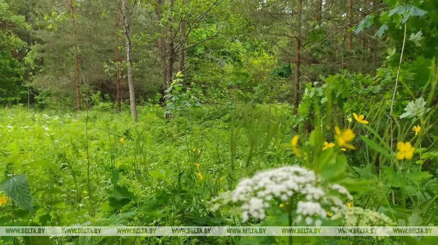 Запрет на посещение лесов действует в 30 районах Беларуси