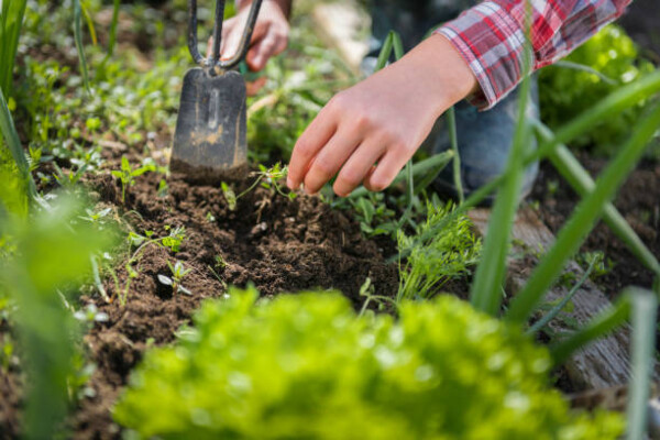 Знаете ли вы, что посадить в августе на опустевшие грядки?