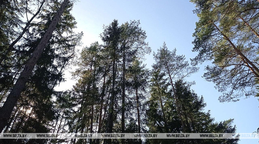 Посещение лесов ограничено в 57 районах Беларуси