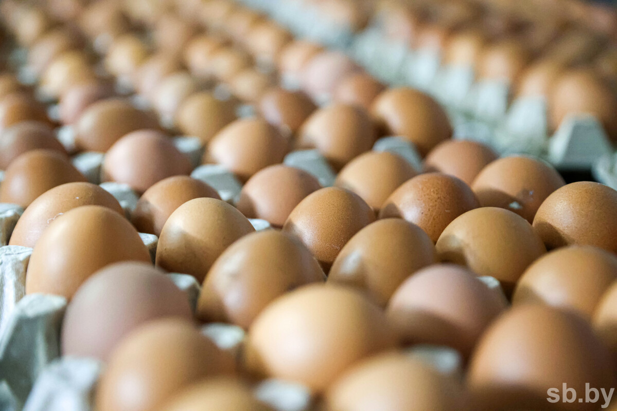 В Беларуси в январе — августе производство сельхозпродукции выросло на 6,5 %